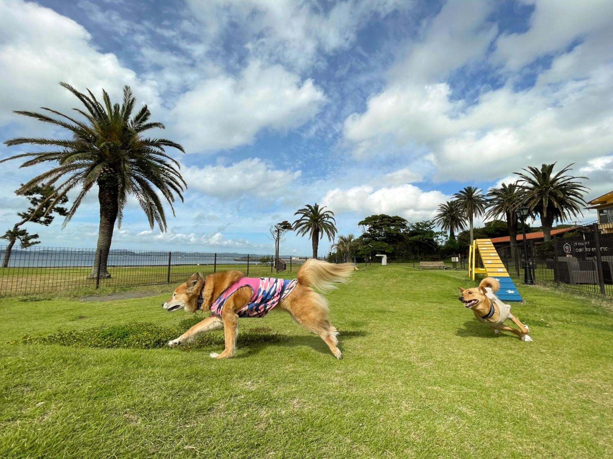 Japari Tateyama - Vacation Stay 84008V Zewnętrze zdjęcie